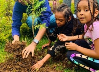 Etiópia planta mais de 350 milhões de árvores em 12 horas