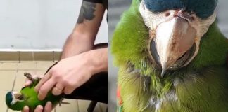 Papagaio é ressuscitado com massagem cardíaca por segurança do metrô de SP. Veja o vídeo!