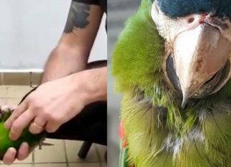 Papagaio é ressuscitado com massagem cardíaca por segurança do metrô de SP. Veja o vídeo!