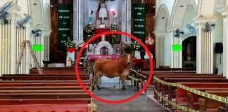 Vaca que iria para o abate consegue escapar e se esconde na igreja, como se pedisse por um milagre
