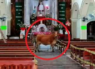 Vaca que iria para o abate consegue escapar e se esconde na igreja, como se pedisse por um milagre