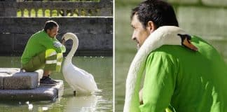 Cisne solitário faz de jardineiro de parque o seu melhor amigo. As fotos aquecem o coração!