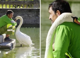 Cisne solitário faz de jardineiro de parque o seu melhor amigo. As fotos aquecem o coração!