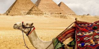 Egito proibirá passeios de camelo para visitar as pirâmides. O abuso não será mais uma tradição