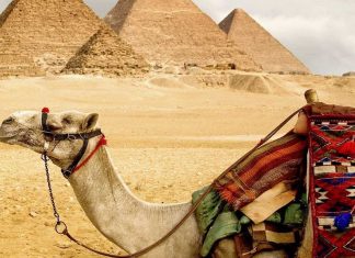 Egito proibirá passeios de camelo para visitar as pirâmides. O abuso não será mais uma tradição