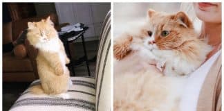 Este gatinho perdeu as patas dianteiras, mas não deixou que isso o detivesse
