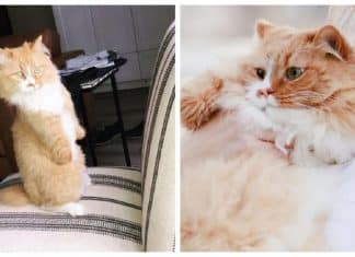 Este gatinho perdeu as patas dianteiras, mas não deixou que isso o detivesse