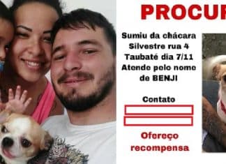 Mulher que encontrou cãozinho desaparecido recusa carro como recompensa: ‘Não seria justo’
