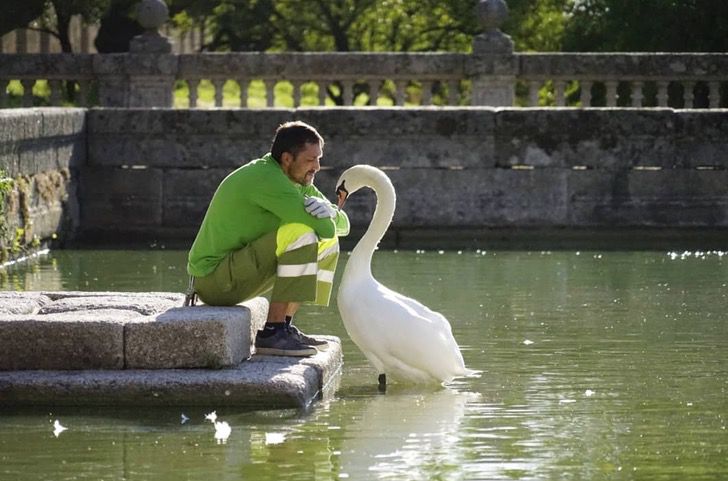contioutra.com - Cisne solitário faz de jardineiro de parque o seu melhor amigo. As fotos aquecem o coração!