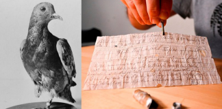 Carta entregue por pombo-correio é encontrada após 110 anos de ter sido enviada.