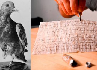 Carta entregue por pombo-correio é encontrada após 110 anos de ter sido enviada.