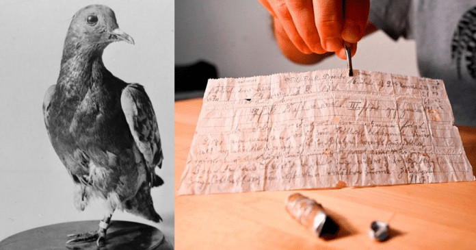 Carta entregue por pombo-correio é encontrada após 110 anos de ter sido enviada.