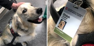 Hospital contrata cachorrinho encantador para desestressar os pacientes e funcionários
