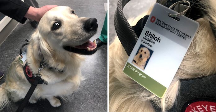 Hospital contrata cachorrinho encantador para desestressar os pacientes e funcionários