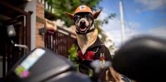 Cachorrinho de 11 anos é o motoqueiro mais estiloso das estradas das Filipinas. Veja fotos!