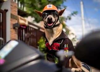 Cachorrinho de 11 anos é o motoqueiro mais estiloso das estradas das Filipinas. Veja fotos!