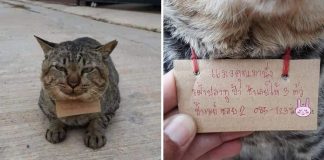 Gato desapareceu por três dias e voltou para casa “endividado”. Ele comeu três peixes de uma loja
