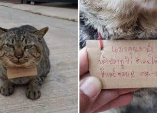 Gato desapareceu por três dias e voltou para casa “endividado”. Ele comeu três peixes de uma loja
