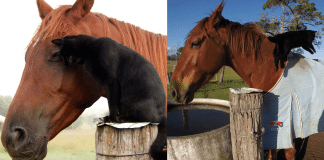 Gatinho e cavalo são melhores amigos há 7 anos. Veja 22 fotos fofíssimas dessa incrível amizade!