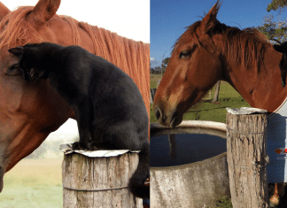 Gatinho e cavalo são melhores amigos há 7 anos. Veja 22 fotos fofíssimas dessa incrível amizade!