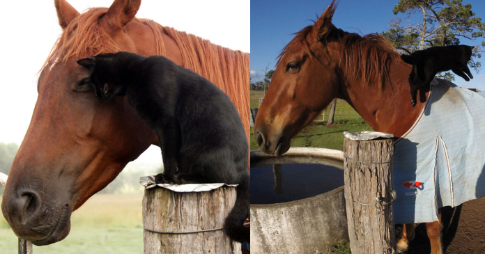 Gatinho e cavalo são melhores amigos há 7 anos. Veja 22 fotos fofíssimas dessa incrível amizade!