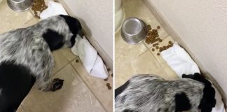 Cãozinho é flagrado tentando limpar a comida que ele acidentalmente derrubou no chão.