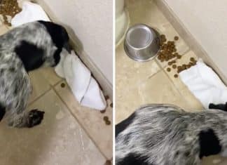 Cãozinho é flagrado tentando limpar a comida que ele acidentalmente derrubou no chão.