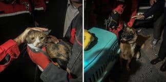 Esse cão de resgate salvou um gato que ficou 30 horas nos escombros de um prédio na Turquia.