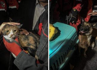 Esse cão de resgate salvou um gato que ficou 30 horas nos escombros de um prédio na Turquia.