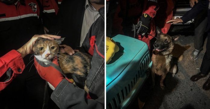 Esse cão de resgate salvou um gato que ficou 30 horas nos escombros de um prédio na Turquia.