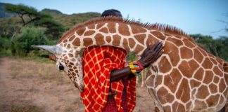 Girafa órfã se aconchega no ombro de um de seus tratadores após perder sua família.