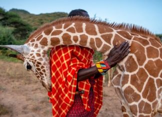 Girafa órfã se aconchega no ombro de um de seus tratadores após perder sua família.