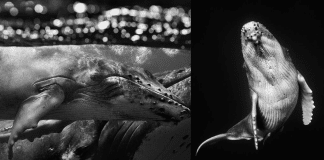 Fotógrafo subaquático captura como é nadar com baleias jubarte e o resultado é de trazer paz aos olhos