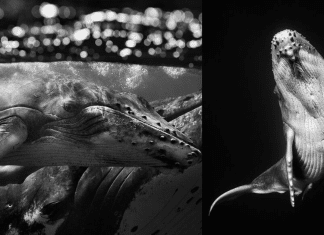 Fotógrafo subaquático captura como é nadar com baleias jubarte e o resultado é de trazer paz aos olhos