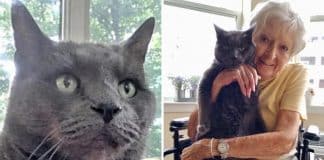 Gatinho de 14 anos encontra seu lar na casa de uma mulher idosa. Serão companheiros até o fim da vida!