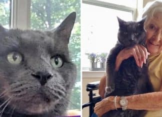 Gatinho de 14 anos encontra seu lar na casa de uma mulher idosa. Serão companheiros até o fim da vida!