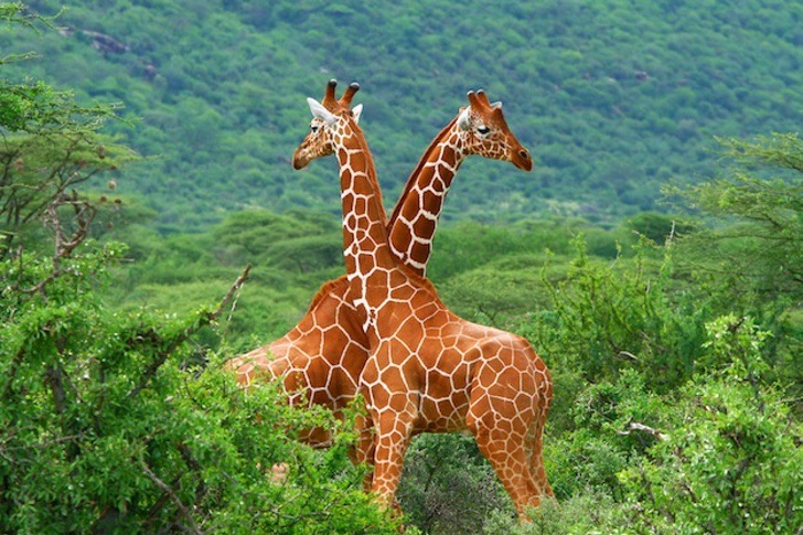 contioutra.com - Girafa órfã se aconchega no ombro de um de seus tratadores após perder sua família.