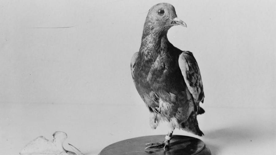 contioutra.com - Carta entregue por pombo-correio é encontrada após 110 anos de ter sido enviada.