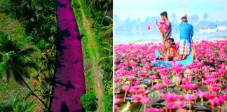 Esse rio na Índia foi tingido de rosa pelo repentino crescimento de flores. Uma paisagem excepcional!
