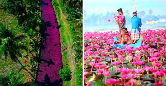 Esse rio na Índia foi tingido de rosa pelo repentino crescimento de flores. Uma paisagem excepcional!