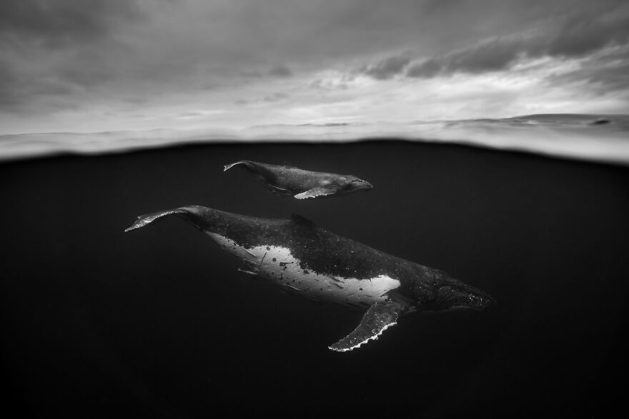 contioutra.com - Fotógrafo subaquático captura como é nadar com baleias jubarte e o resultado é de trazer paz aos olhos