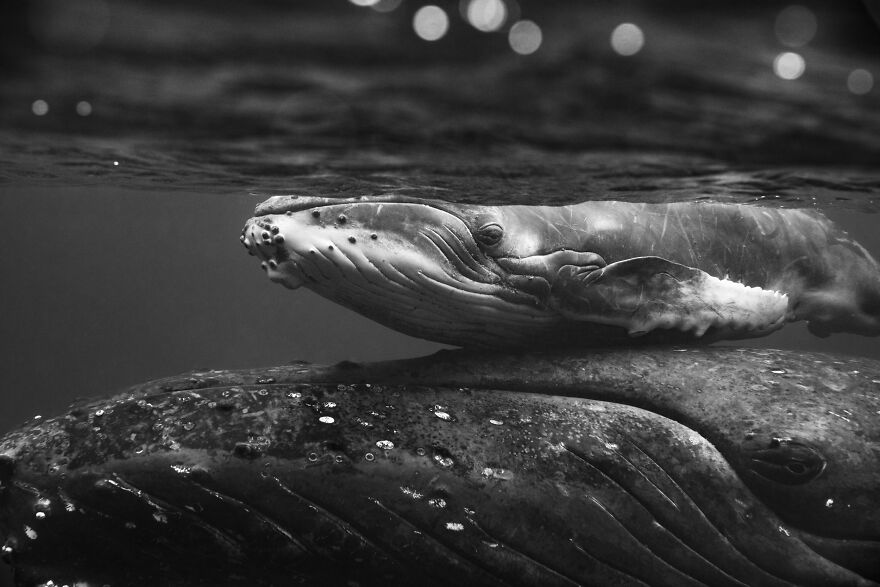 contioutra.com - Fotógrafo subaquático captura como é nadar com baleias jubarte e o resultado é de trazer paz aos olhos