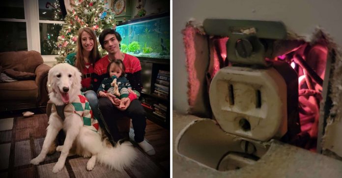 Cachorrinha evitou um incêndio ao descobrir faíscas em uma tomada. Salvou sua família como uma heroína!