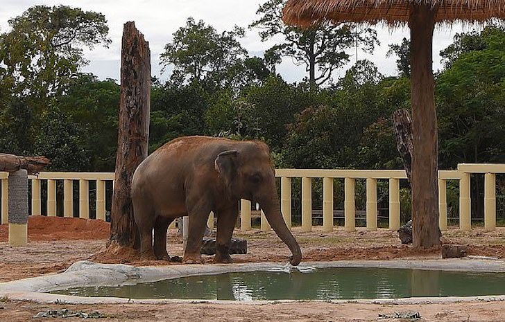 contioutra.com - "O elefante mais solitário do mundo" fez seu primeiro amigo depois de anos sem companhia