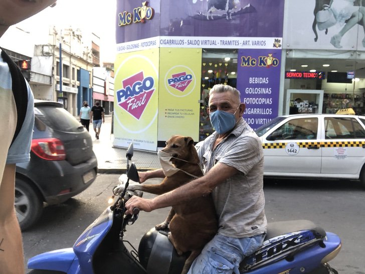 contioutra.com - Cachorro faz sucesso ao usar máscara enquanto anda de moto com seu dono na Argentina.  Veja fotos!