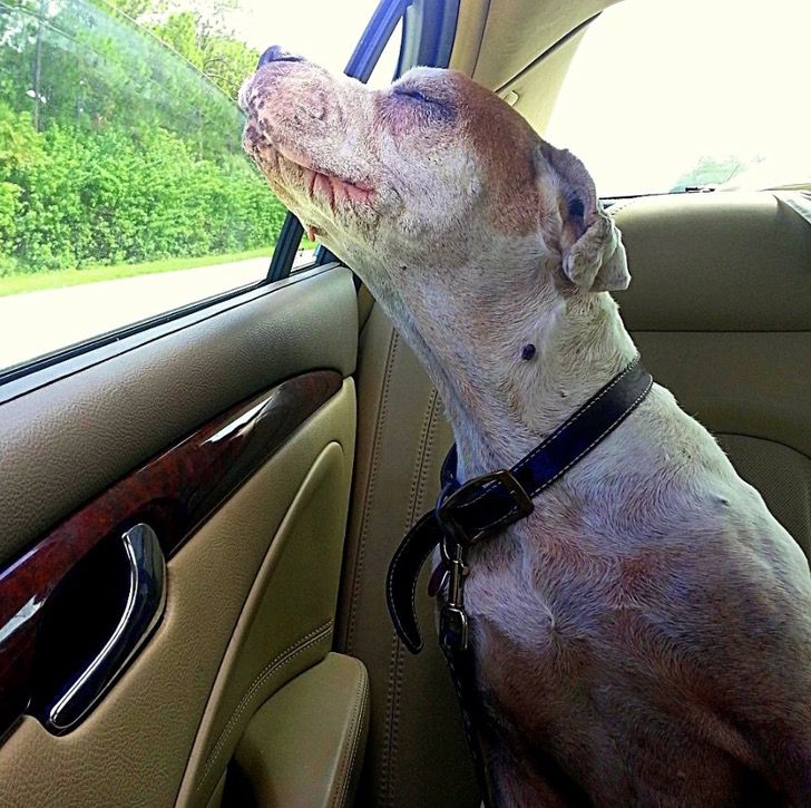 contioutra.com - Mulher leva sua cachorra debilitada para um último passeio de carro para ela respirar o ar puro entrando pela janela