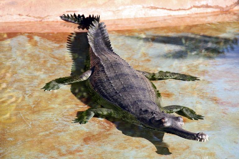 contioutra.com - Crocodilo ameaçado de extinção carrega seus 100 bebês nas costas