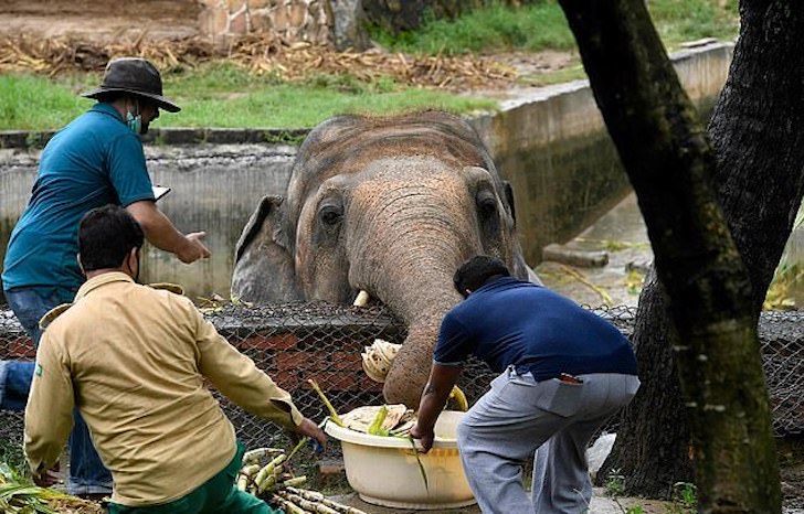 contioutra.com - "O elefante mais solitário do mundo" fez seu primeiro amigo depois de anos sem companhia