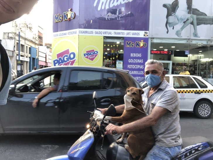 contioutra.com - Cachorro faz sucesso ao usar máscara enquanto anda de moto com seu dono na Argentina.  Veja fotos!