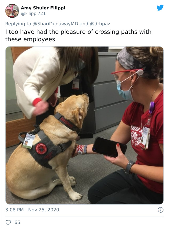contioutra.com - Hospital contrata cachorrinho e sua única função é cumprimentar todos os funcionários